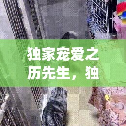 独家宠爱之历先生，独家宠爱全文阅读 