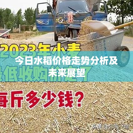 今日水稻价格走势分析及未来展望